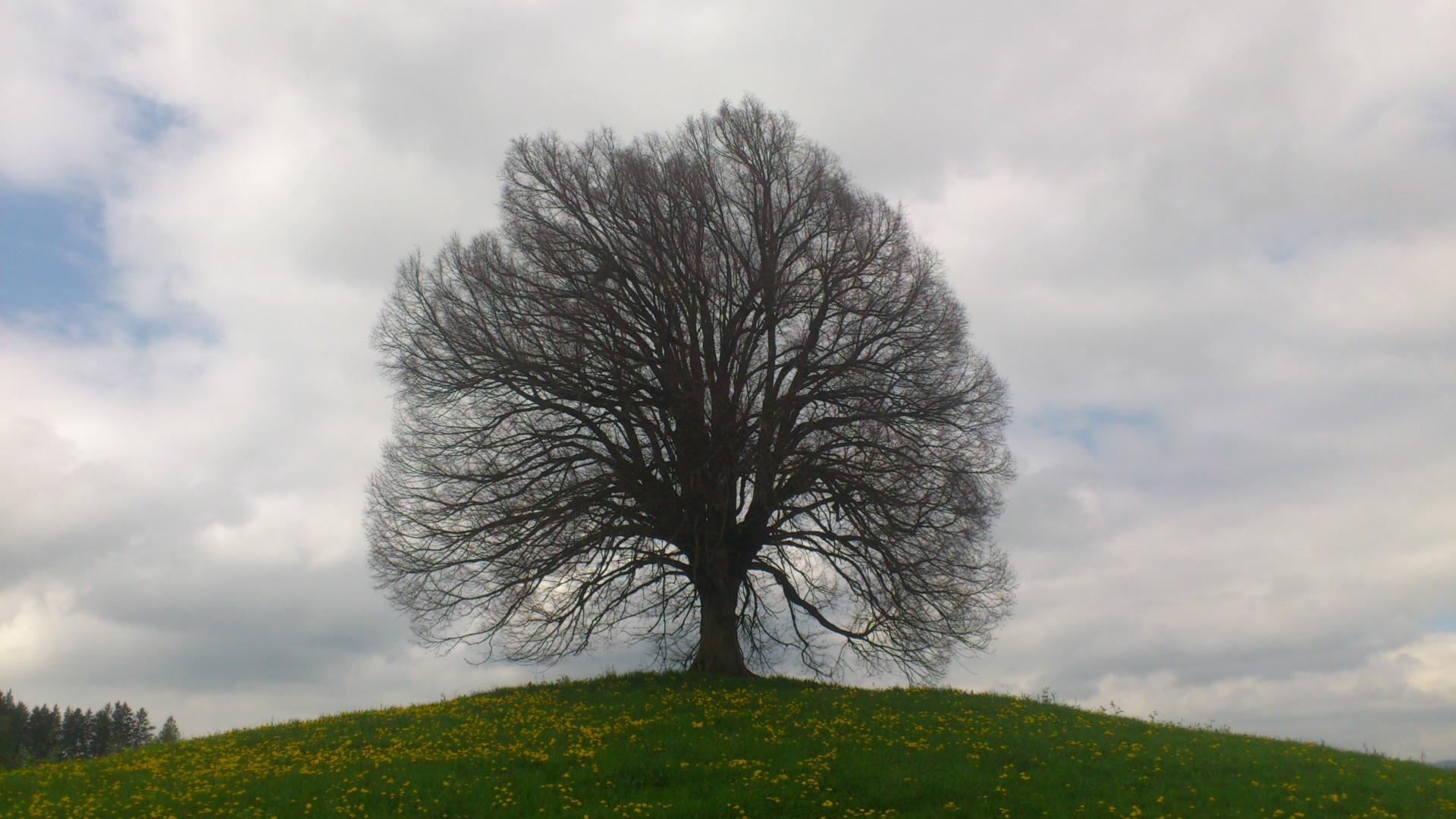 arbre nuages